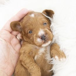 Goldendoodle, Irish Doodle, Labradoodle, and Poodle Puppies from Desert Doodles