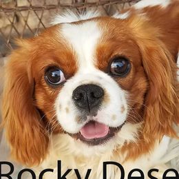 Cavalier King Charles Spaniels, Cavapoos, and Poodles from Rocky Desert Goldens and Cavaliers