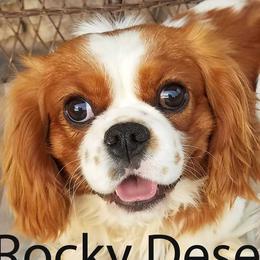 Cavalier King Charles Spaniels, Cavapoos, and Poodles from Rocky Desert Goldens and Cavaliers