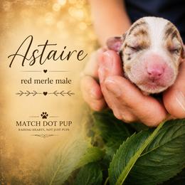 Astaire - The Leading Man - Red merle male Australian Shepherd puppy in Pittsville, Wisconsin from Match Dot Pup