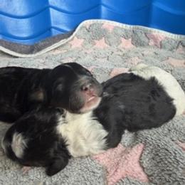 Shirley - Tri-color female Bernedoodle puppy in Daytona Beach, Florida from Lindy’s Doodles