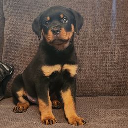 Girl 1 - Black and mahogany female Rottweiler puppy in Houston, Texas from Hicks Farms Rottweilers