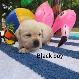 Labrador Retriever Puppies from Texas Finest English Labradors
