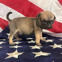 Purple collar - Fawn female Pug puppy in Tucson, Arizona from Furever Friends