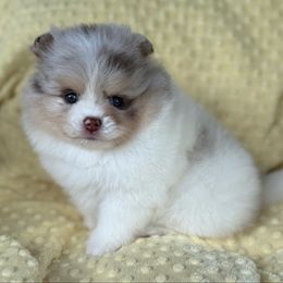 Barbie - Chocolate merle female Pomeranian puppy in Coleman, Oklahoma from Pretty Poms