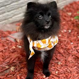 Teddy (Adam) - Black male Pomeranian puppy in Springfield, Missouri from Hope Mountain Pomeranians