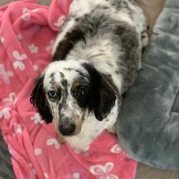 Shaz - Dachshund