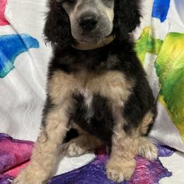 Poodle Puppies from Schrute Farms Standard Poodles