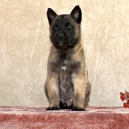 Boy Green - Belgian Malinois puppy from Desert Wind Kennels
