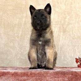 Boy Green - Belgian Malinois puppy from Desert Wind Kennels