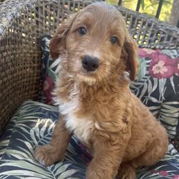 Rudder - Red  male Goldendoodle puppy in Placerville, California from New Dawn Poodles and Doodles