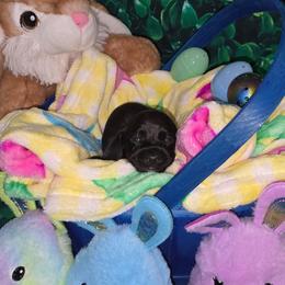 Toulouse aka Tully - Black male Dachshund puppy in Florence, Mississippi from Rosies Doxies and Poodles CKC