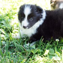 Pomsky, Shetland Sheepdog, and Toy Shetland Sheepdog Puppies from Mountain High Kennels