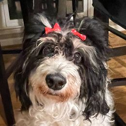 Margo (aka “Minnie”) - Bernedoodle