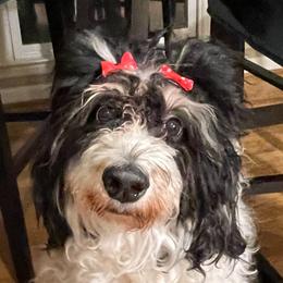 Margo (aka “Minnie”) - Bernedoodle
