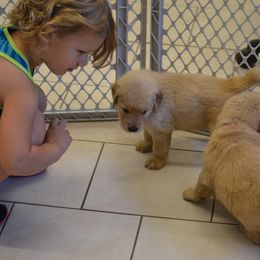 Golden Retriever Puppies from SUN-GOLDEN KENNELS