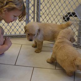 Golden Retriever Puppies from SUN-GOLDEN KENNELS