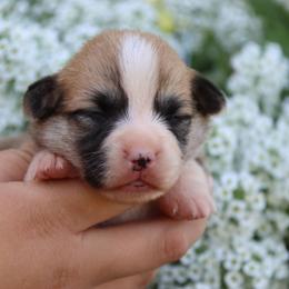 Bobbi - Red female Pembroke Welsh Corgi puppy in Pollock, Missouri from Northstar