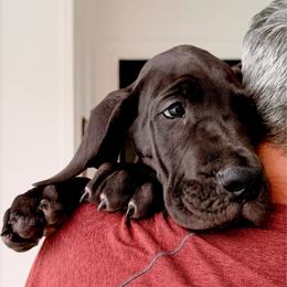 Hamilton - Black male Great Dane puppy in Plano, Texas from Blue Thunder Danes