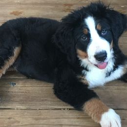 Bernese Mountain Dog Puppies from D’S Bernese Mountain Dogs