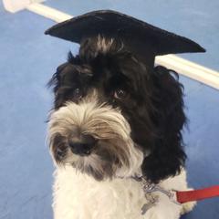 Wendy - Australian Cobberdog