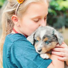 Aussiedoodles, Cavalier King Charles Spaniels, Cavapoos, and Toy Australian Shepherds from Darling Australians