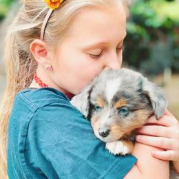 Aussiedoodles, Cavalier King Charles Spaniels, Cavapoos, and Toy Australian Shepherds from Darling Australians