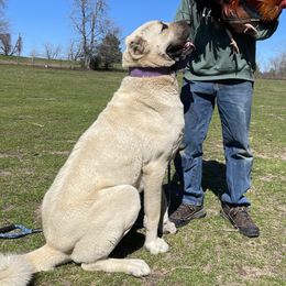 Turkish Boz Shepherd All Grown Up from Natural Born Guardians