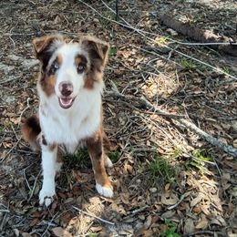 Rose - Australian Shepherd
