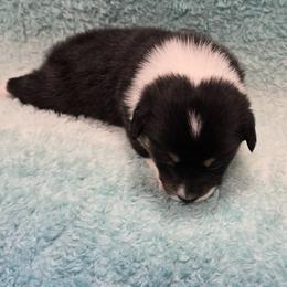 AMANDA - Black and tan female Pembroke Welsh Corgi puppy in Walker, Iowa from Double K Corgis