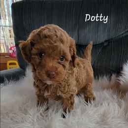 Dotty - Red  female Poodle puppy in Montrose, Pennsylvania from Tales Of Joy