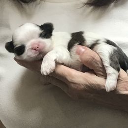 Shih Tzu Puppies from Willow Lane Shih Tzus