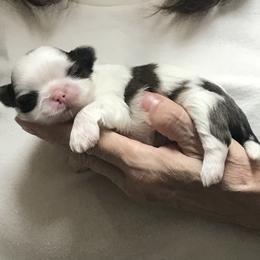 Shih Tzu Puppies from Willow Lane Shih Tzus