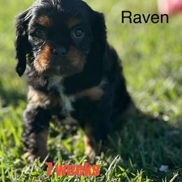 Raven - Black and tan male Cavalier King Charles Spaniel puppy in Broken Arrow, Oklahoma from Cavalier King Charles Heartland