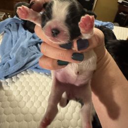 Boy 2 - Black and white male Shih Tzu puppy in Augusta, Maine from Zulas Shih Tzu of Maine