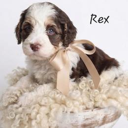 Rex - Liver white and tan male Springerdoodle puppy in Fargo, North Dakota from Dakota SpringerDoodles