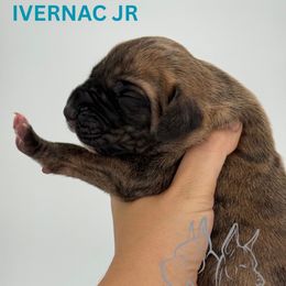 Ivernac jr - Brindle male Great Dane puppy in Michigan from Ohana Great Danes of Michigan