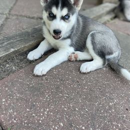 Siberian Husky Puppies from Husky Love and Pups