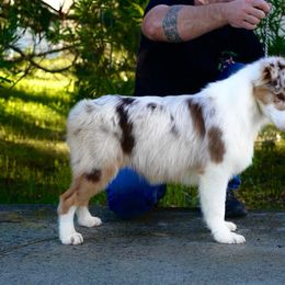 Aspen - Red merle Australian Shepherd puppy in Coarsegold, California from Cali Aussies