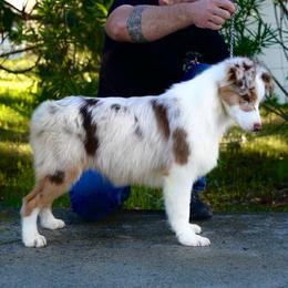 Aspen - Red merle Australian Shepherd puppy in Coarsegold, California from Cali Aussies