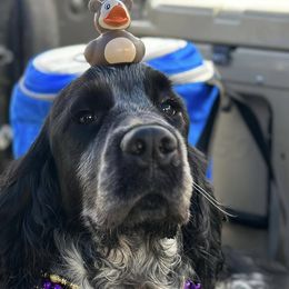 English Springer Spaniels from Cherokee Springers of NWFL