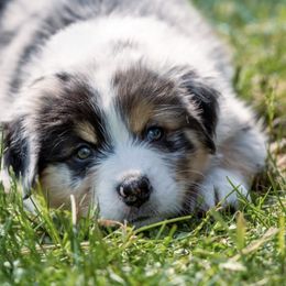 Australian Shepherds and Mastiffs from McKinley Mastiffs & Aussies