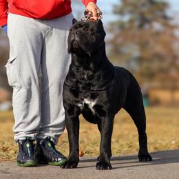 Midnight - Cane Corso