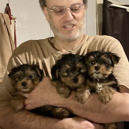 Yorkipoo and Yorkshire Terrier Puppies from Danza Bolo