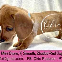 Astrid - Dapple female Dachshund puppy in Edmond, Oklahoma from Okie Puppies