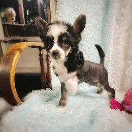 Chihuahua and Chinese Crested Puppies from Western Kentucky Chihuahua’s and Chinese Crested’s