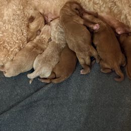 Girl 2 - Apricot female Goldendoodle puppy in Macclenny, Florida from Baker County Goldendoodles