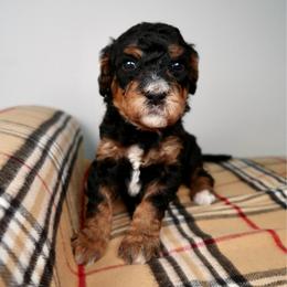 Wren - Phantom female Bernedoodle puppy in Bowling Green, Ohio from Windy Creek Doodles