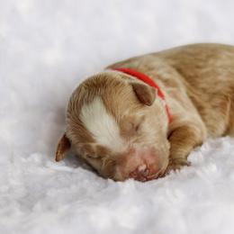 Rory - male Australian Mountain Doodle puppy in Crete, Nebraska from Doodles & Co