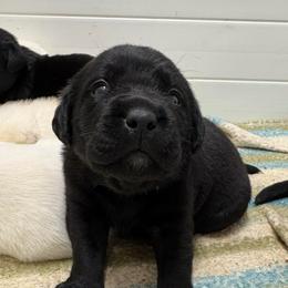 Boy 5 - Black male Labrador Retriever puppy in Turner, Maine from Bear Pond Retrievers